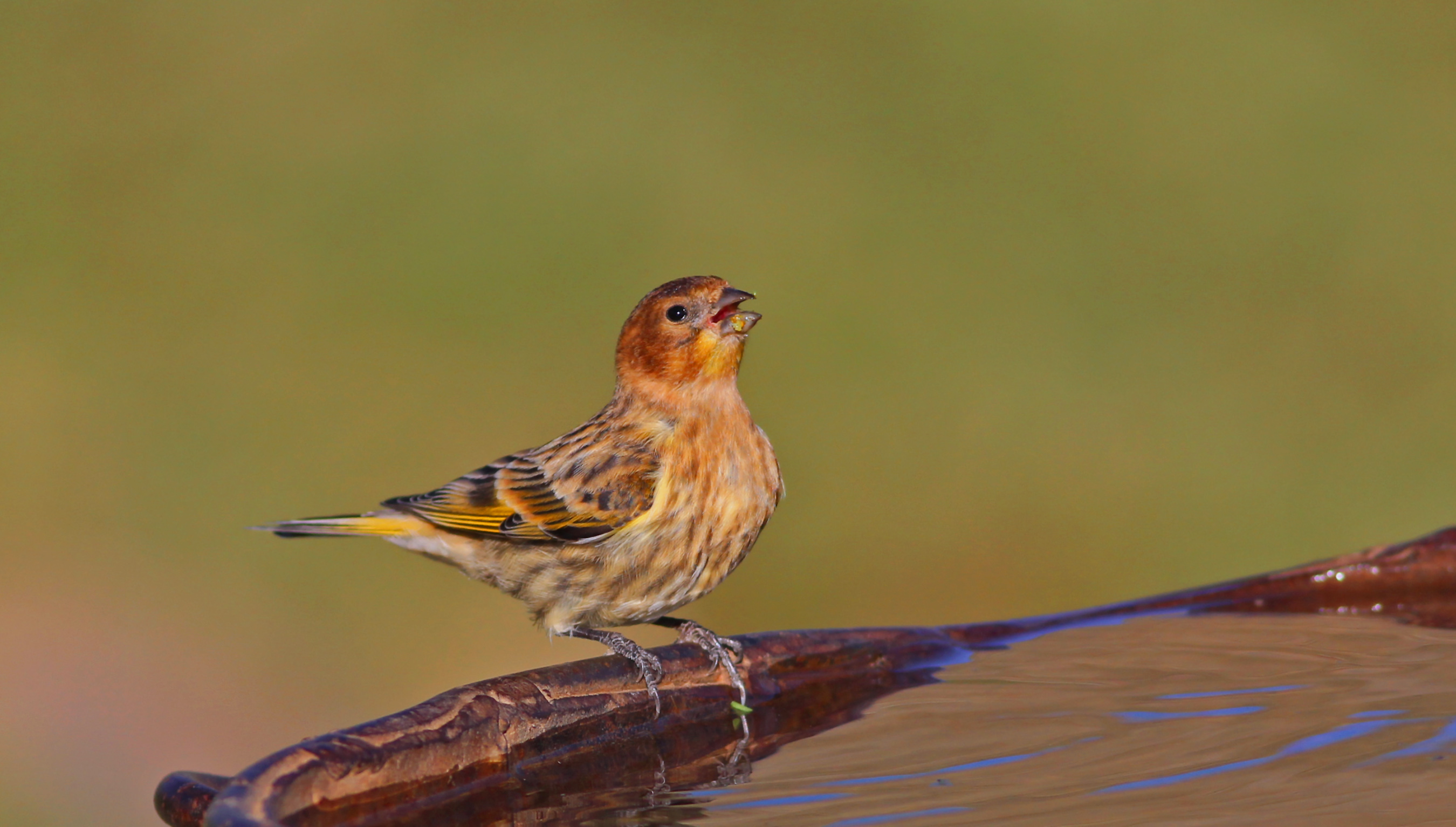 Fire-fronted Serin